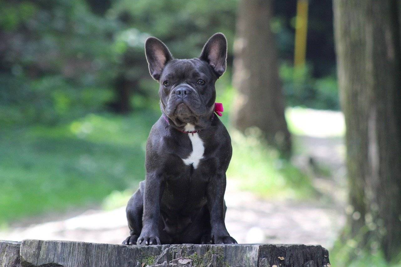 harness or collar for french bulldog