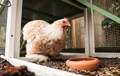 A chicken in a coop, to show the potential sensor application for pet care..