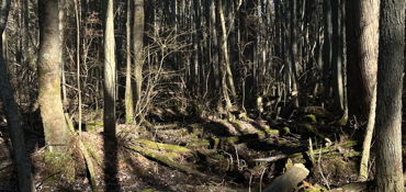 Brendan T. Byrne State Forest Run near Pemberton, NJ