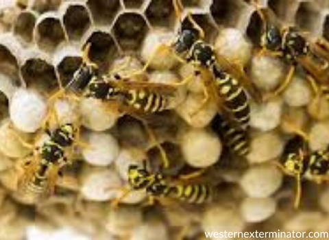 getting_rid_of_wasp_pests