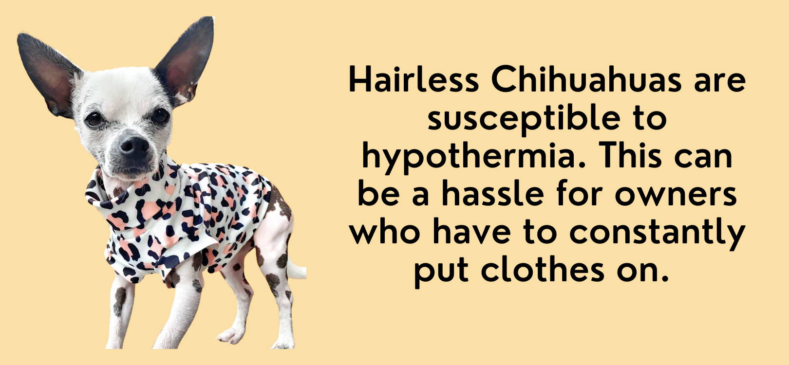 hairless chihuahuas are always cold
