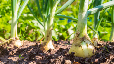 White bulbing onions growing in the garden