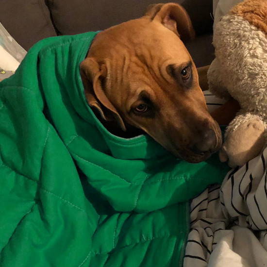 5 Tips About How to Use a Weighted Blanket to Calm a Dog's Anxiety