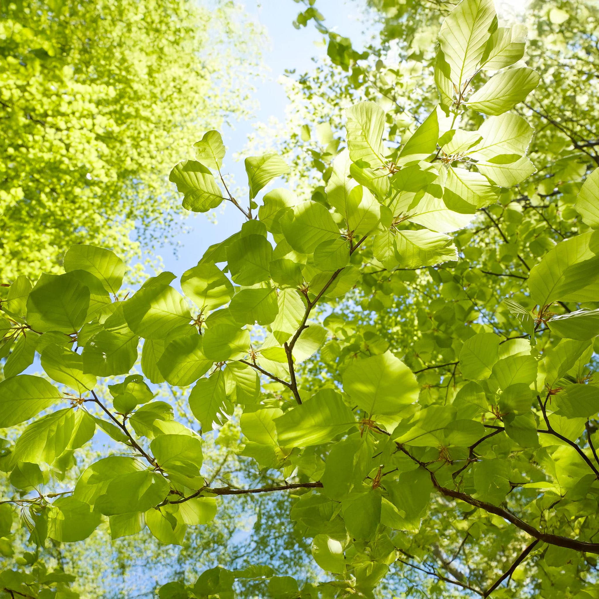 View from below of tree branches with lush green leaves against a clear blue sky, creating a vibrant and fresh spring or summer scene. Sunlight filters through the leaves, casting gentle shadows.