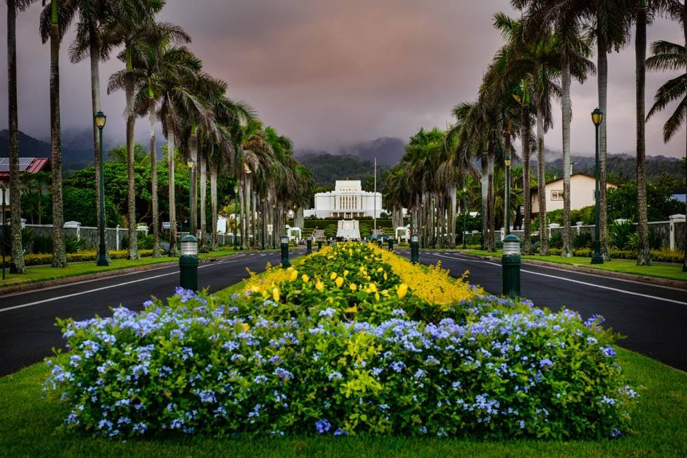 LDS art Laie Temple picture showing the stretch of road and flowerbeds leading to the entrance.