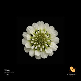 Clover Honey - عسل البرسيم