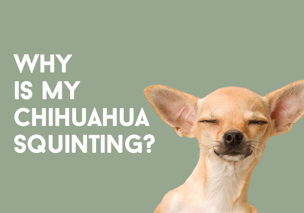chihuahua squint