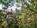 Honduras coffee farmers during harvest