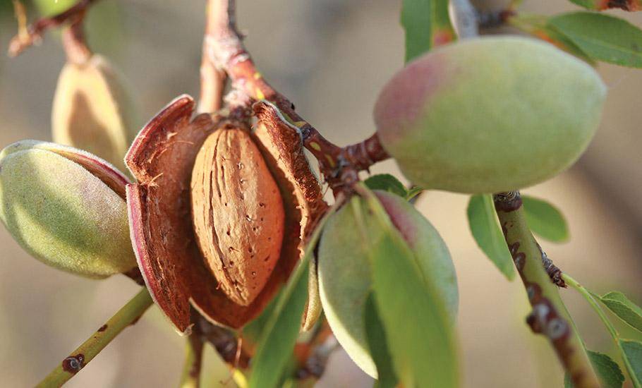 An image of an almond growing with the husk open and the shell in view