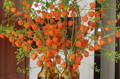 Wild at Heart Vase of Physalis stems by our contracts team at a private home.