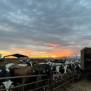 Show Cow Barn