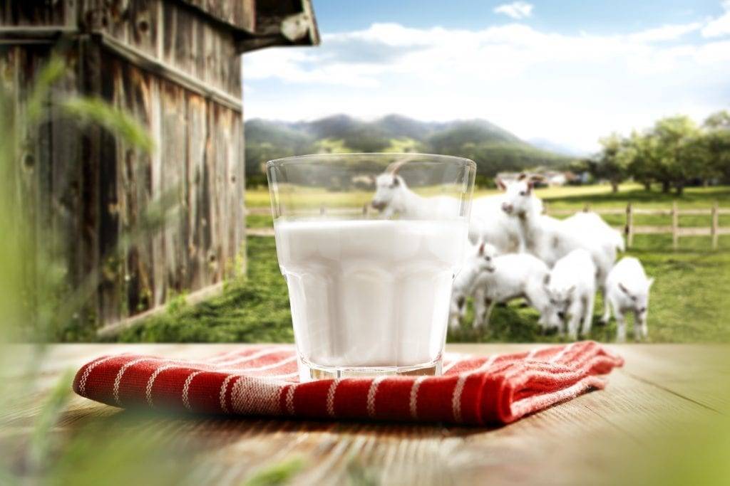 Goat Milk