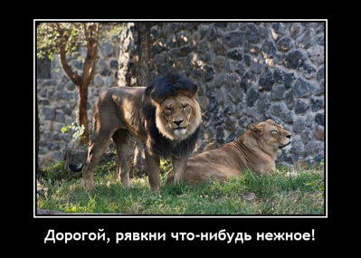 Дорогой, рявкни что-нибудь нежное!
