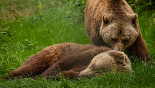 bärenwald müritz marie riccardo maywald bären ben felix logo