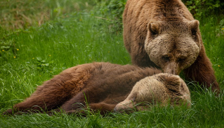 bärenwald müritz marie riccardo maywald bären ben felix logo