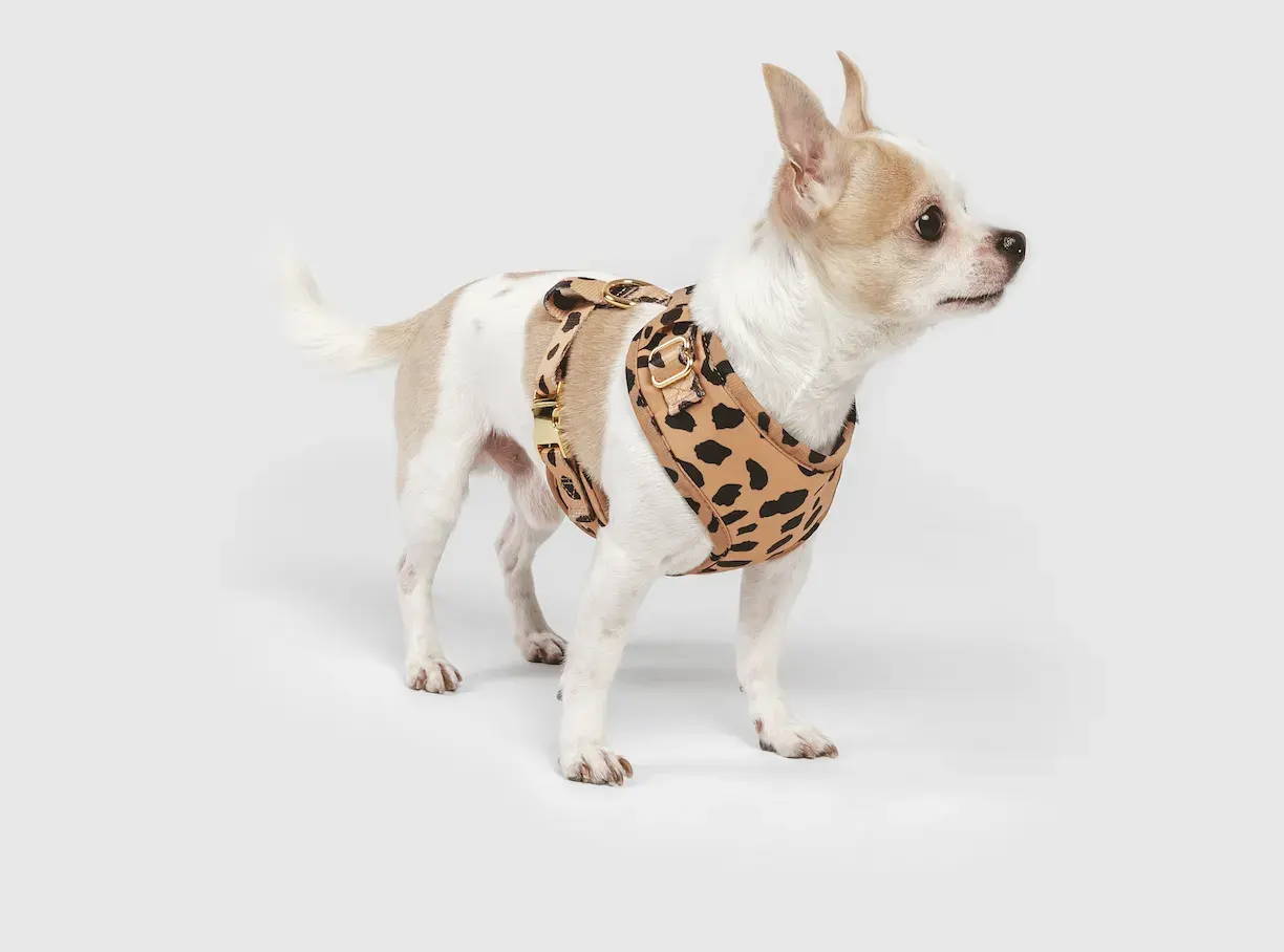 weight for chihuahua