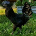 ayam-cemani-closeup-gypsy-shoals-farm-us-breeder-alabama
