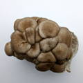 Top view of some Black King Oyster Mushrooms