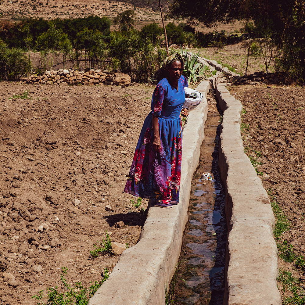 Davines - Progetto Ethiotrees