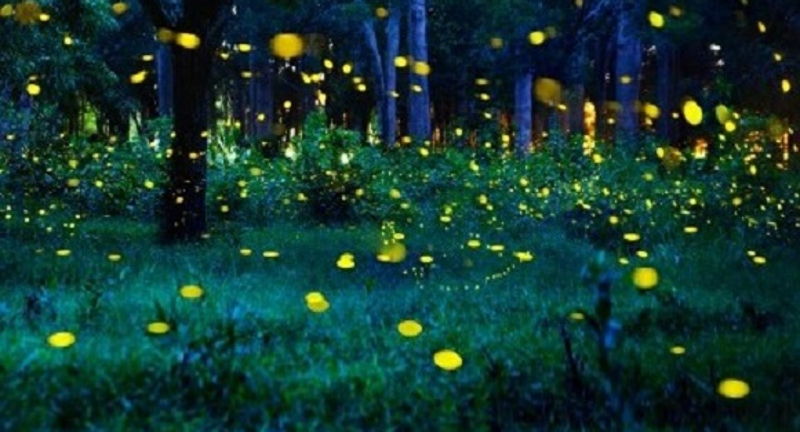Firefly Walk