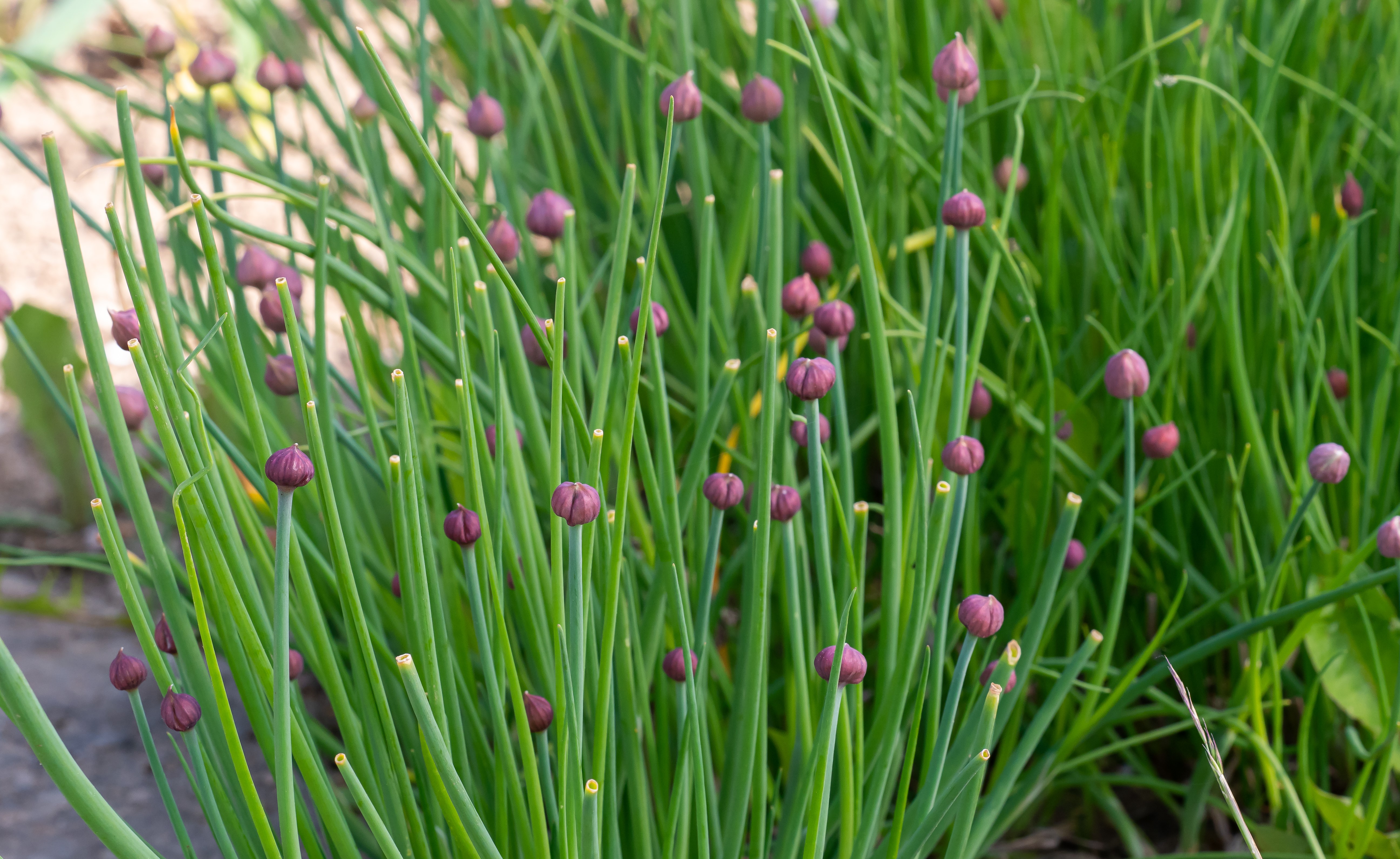 Chive plants with small flower buds