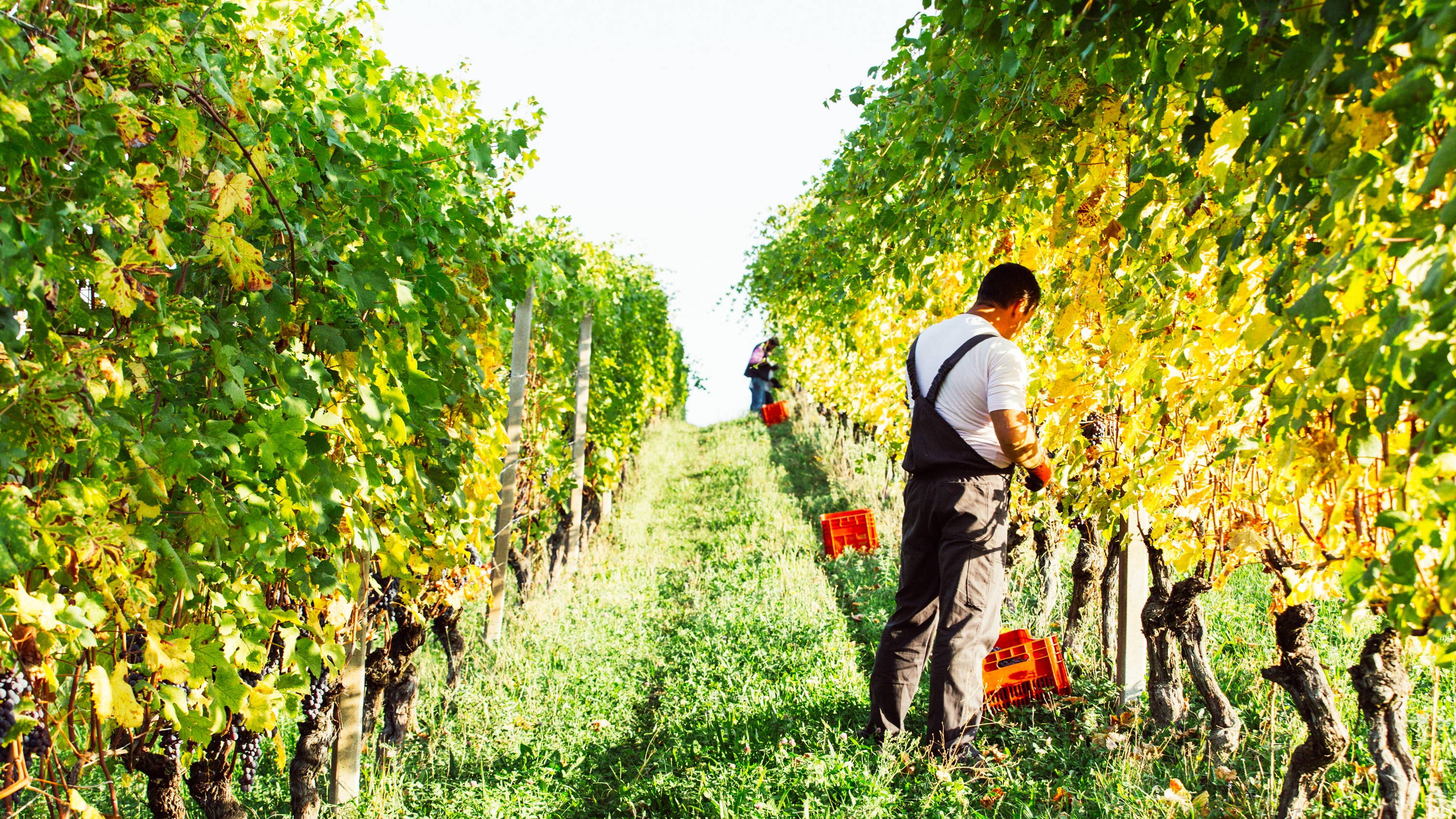 CASCINA ALBERTA｜バルバレスコ ジャコーネ DOCG［赤］ – 柴田屋酒店