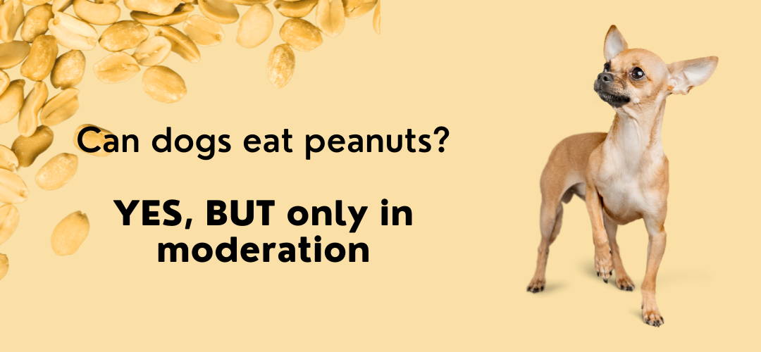 are peanuts bad for dogs