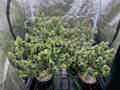 cannabis plants inside a grow tent in the flowering stage and ready for harvest