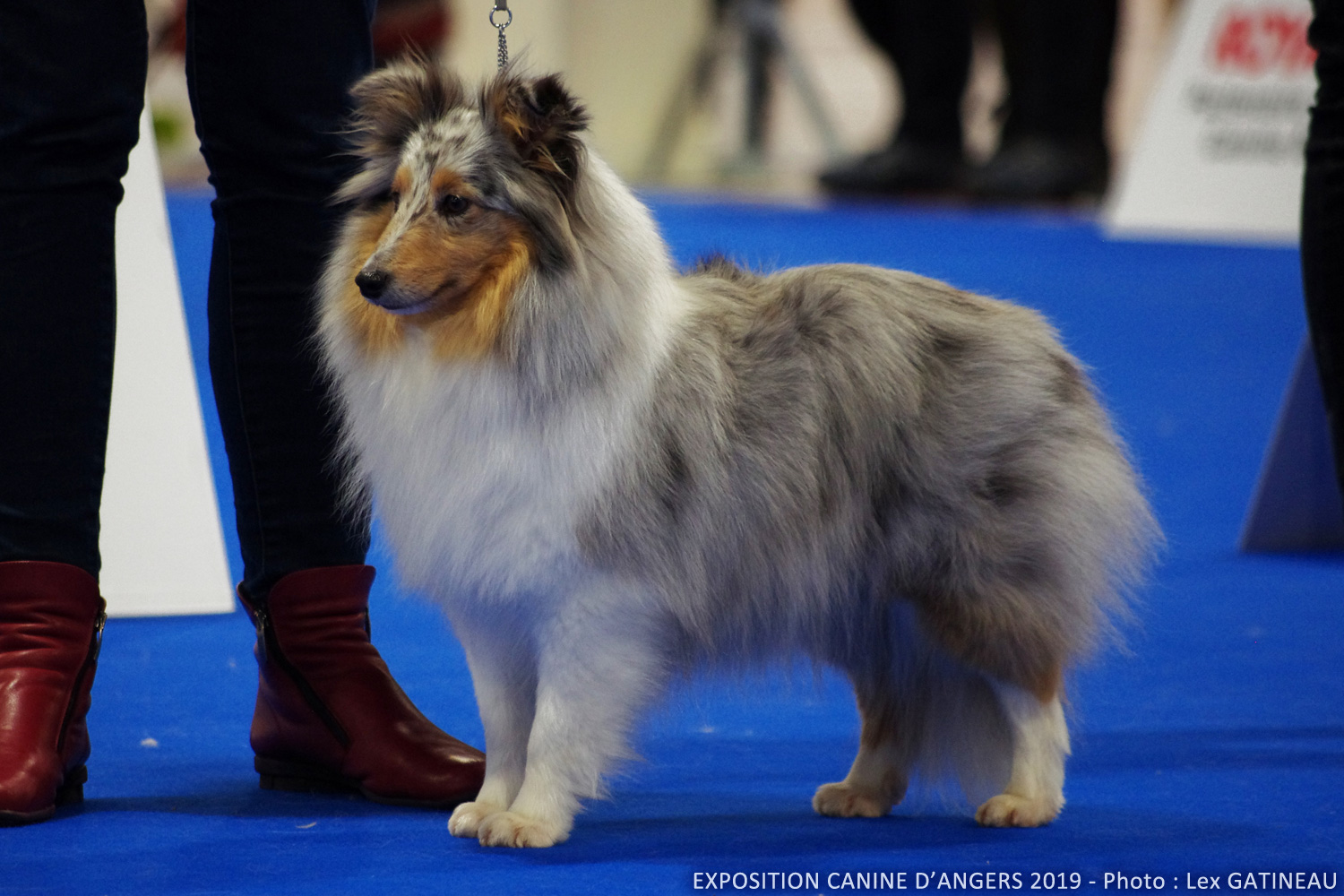 Madiva bleue du cèdre enchanté par Lex Angers 2019