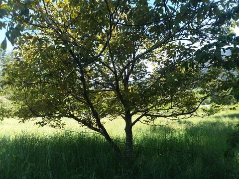 Structural Pruning on Walnut