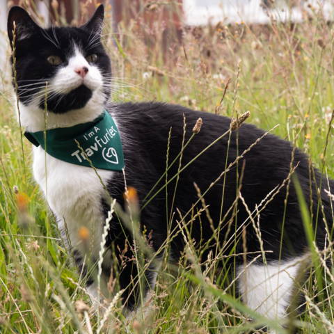 travelling cat with green pet bandana