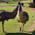 male-and-female-emu-courting-mating