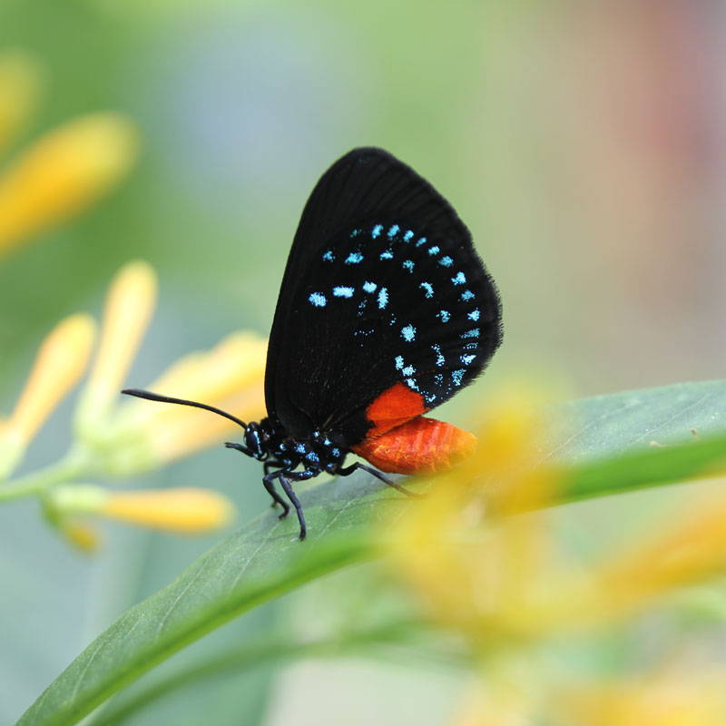 Atala butterfly resting on a leaf