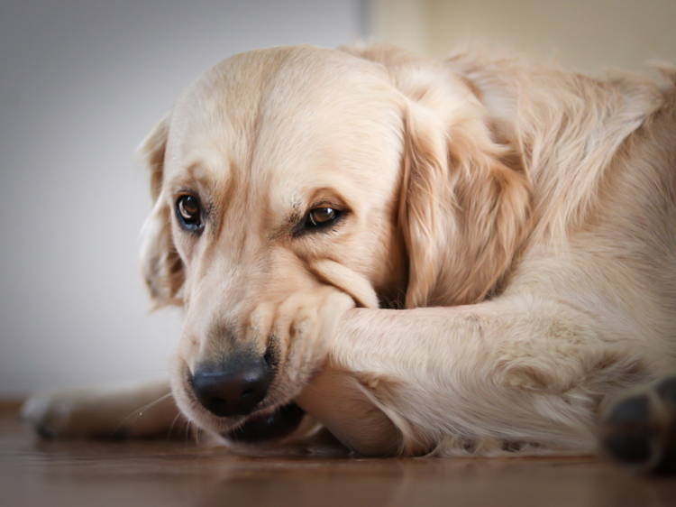 how do i treat my dogs itchy skin