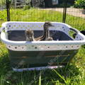three-emu-chicks-in-basket-gypsy-shoals-farm