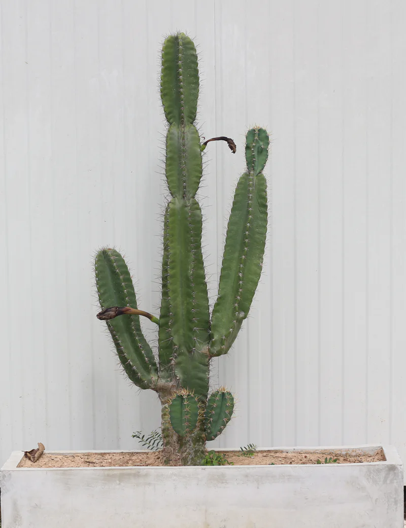 A tall green columnar cactus with segmented, jointed arms growing in a concrete planter against a white wall