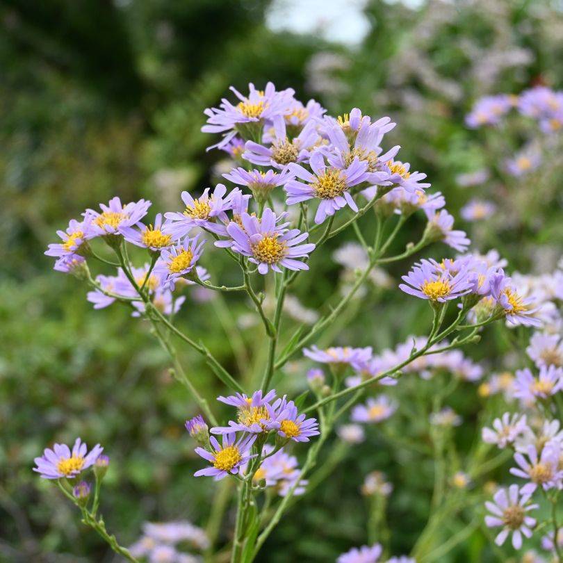 A close-up of Aster (Symphyotrichum) plants blooming with light purple, daisy-like flowers featuring yellow centers