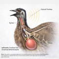 anatomy-emu-vocalization