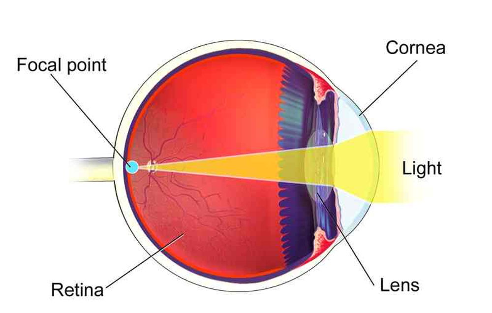 How light is focused in the eye