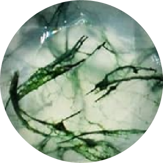 Moss Agate for Virgo zodiac birthstones