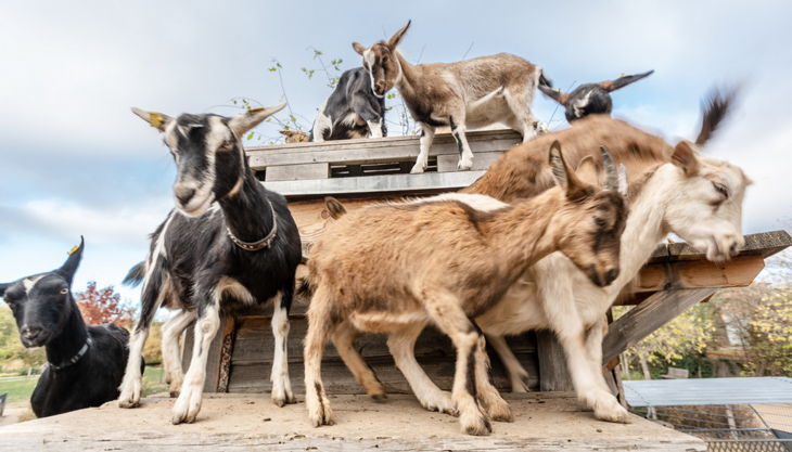 action auf dem ziegenturm
