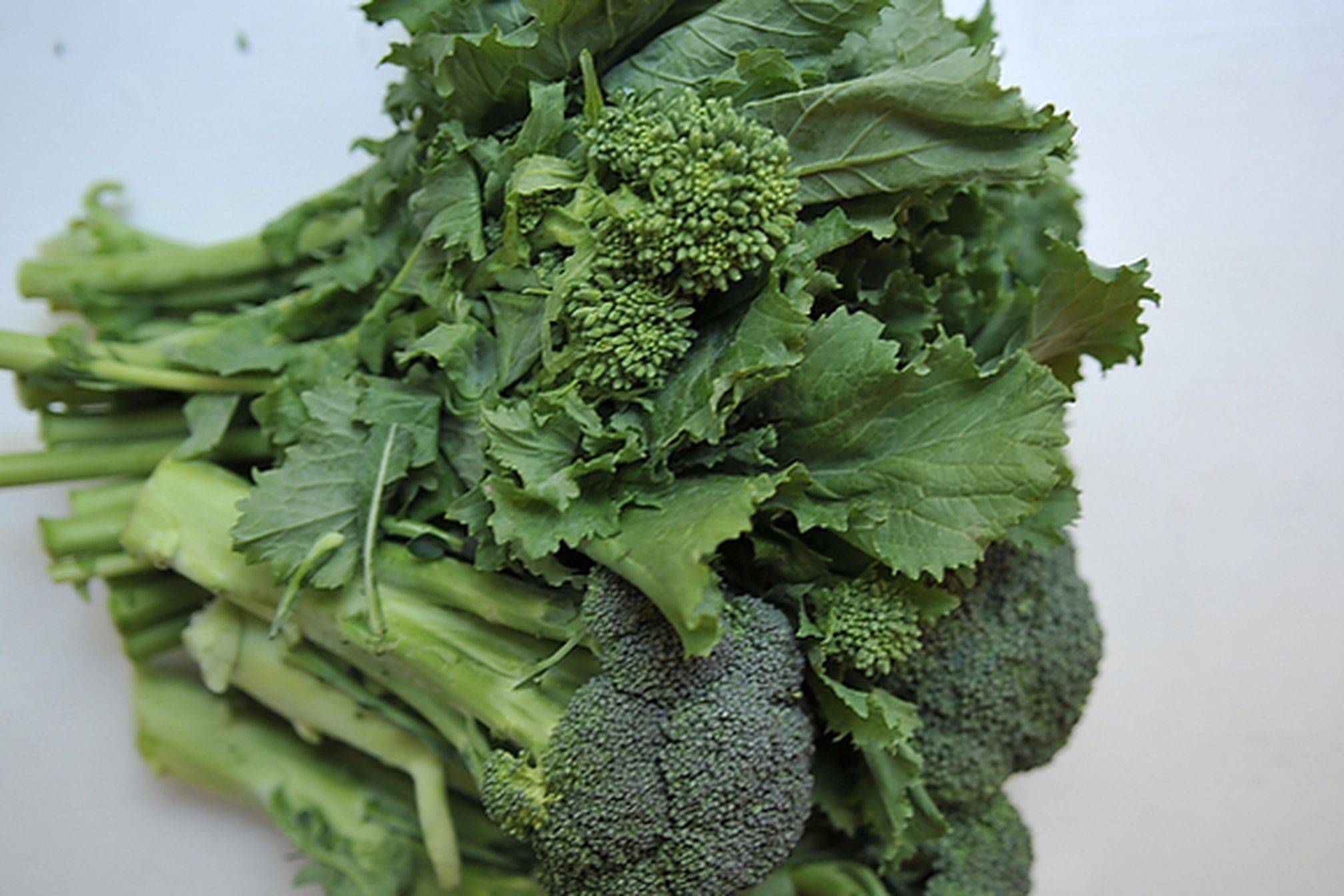 broccoli rabe for dogs