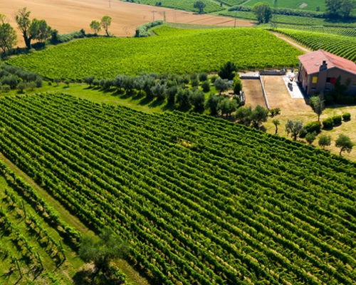Food & Wine Tours Rimini: Goblets of wine:Tour of the vineyards in the Rimini Hills
