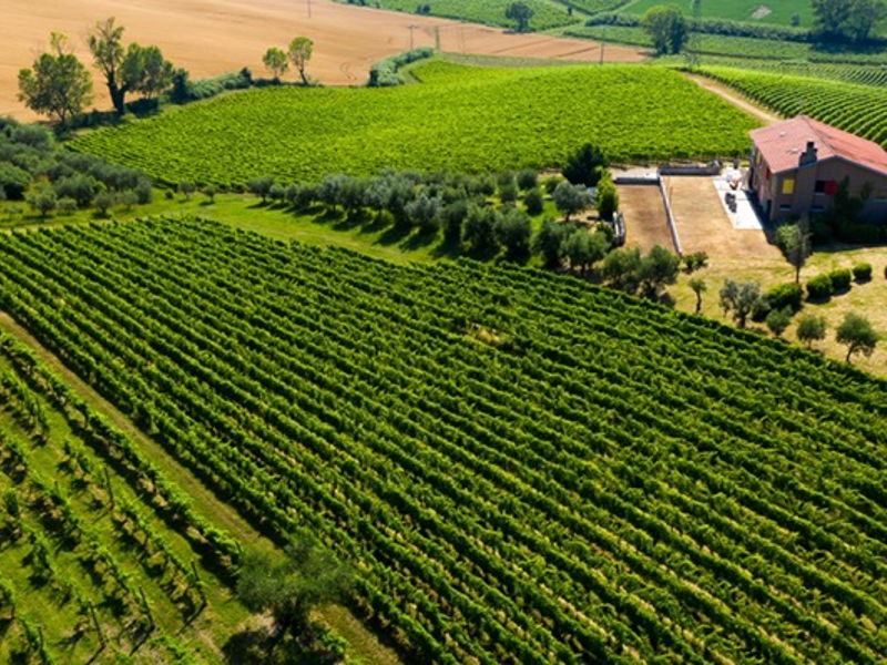 Kulinarische Touren Rimini: Weingläser: Tour durch die Weinberge auf den Hügeln von Rimini
