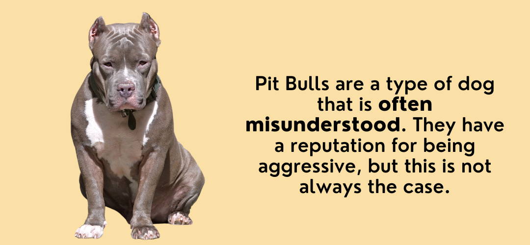 pit bull and chihuahua mix
