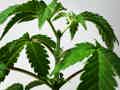 Topped cannabis seedling on white background