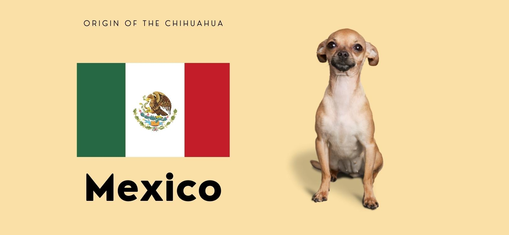 are chihuahuas mexican