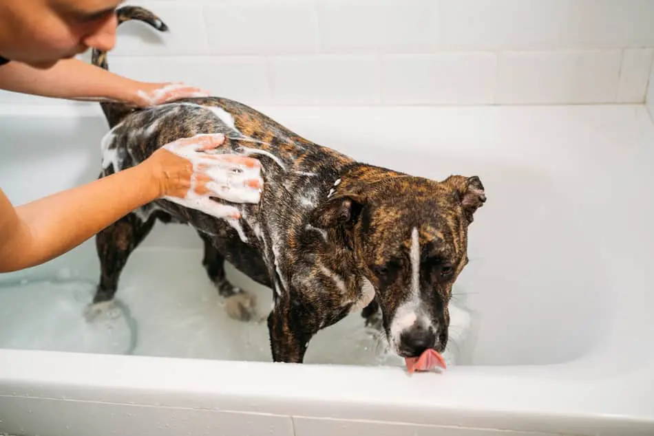 grooming for chihuahua pitbull mix