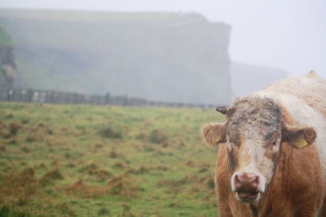 mucca in un prato fotografata usando come regola di composizione la regola dei terzi
