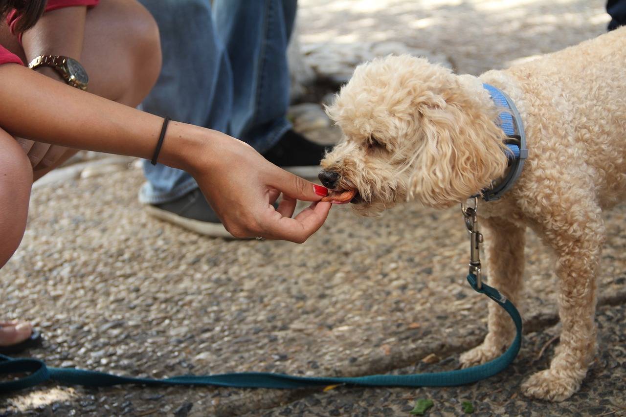 Eine Frau füttert einen Hund mit Leckerli